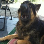 Profile Picture of Ron Terry (@chewbacaboss) on Instagram