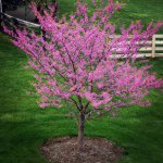 Profile Picture of Kim Deaton (@kyfankim) on Instagram