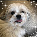 Profile Picture of Sandy Krikorian Hussey (@hussey2555) on Instagram