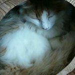 Profile Picture of Raymond TSOI (@imusmcom) on Instagram