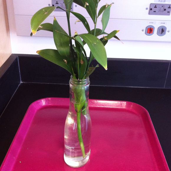 Profile Picture of Mona Koko (@mona1364) on Poshmark