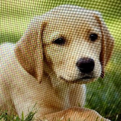 Profile Picture of Chantae Lambert (@lambert_chantae) on Twitter