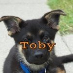 Profile Picture of Toby (@toby_the_german_shepard) on Instagram