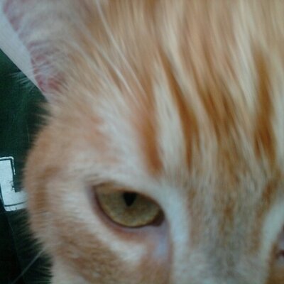 Profile Picture of Daniel Gilland (@dangillini) on Twitter