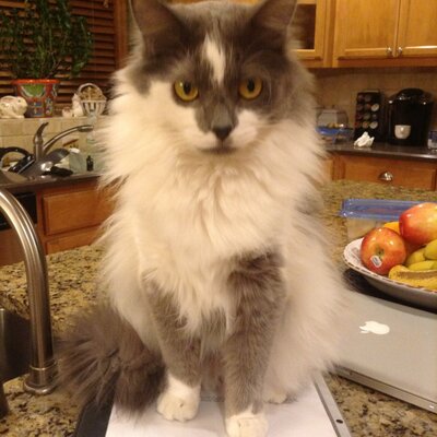 Cheryl Peterson - Twitter Profile Picture of Cheryl Peterson (@cherleemom) on Twitter