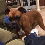 Profile Picture of Roxanne Mellott (@rox_el_box) on Instagram