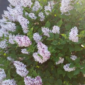 Profile Picture of Ginger Coffman (@gingerjcoffman) on Pinterest