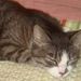 Profile Picture of Mitzi Gibson (@gphibigirl0) on Pinterest