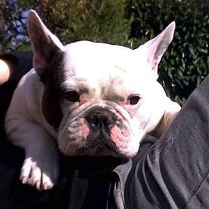 Profile Picture of Joel Saint-Aubin (@aubinjoel79) on Twitter