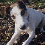 Profile Picture of Toby Bradley (@stanley_the_k9) on Instagram