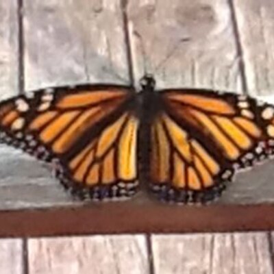 Profile Picture of Josephine Winter (@@arrow12345) on Twitter