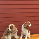 Profile Picture of Piper Rose & Pierre (@piperandpierretheckcs) on Instagram