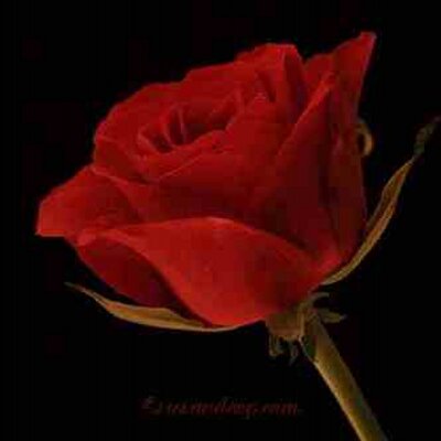 Profile Picture of Bri Briy Roberts (@1o6Brittny) on Twitter