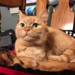 Profile Picture of Dawn The 3-Legged Wonder Cat (@dawn3pawsasgoodas4) on Instagram