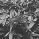 Profile Picture of Brandon Curington (@curington3498) on Instagram