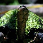Profile Picture of Barry Dickson (@ironshifu) on Instagram