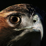 Profile Picture of Tim Browne (@timothy r browne) on Flickr