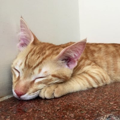 Shankar Ghosh - Twitter Profile Picture of Shankar Ghosh (@TheGhoshWay) on Twitter