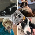 Joshua Harbur - Instagram Profile Picture of Joshua Harbur (@gizmo_gambit_elvis_thor) on Instagram