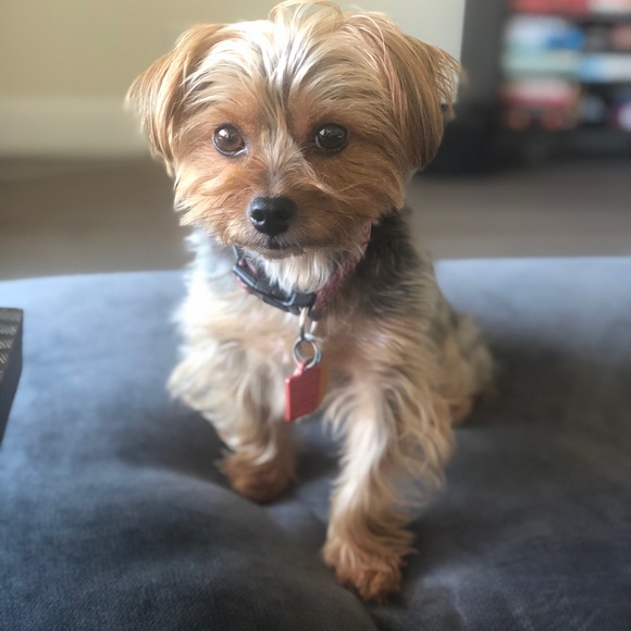 Profile Picture of Douglas Karlsberg (@yorkielululemon) on Poshmark