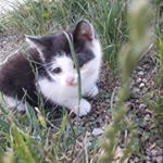 Profile Picture of GREG 🐈🐈🐈 (@greg_motanul) on Instagram