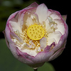 Profile Picture of IWGS New Waterlily Competition (@IWGS New Waterlily Competition) on Flickr