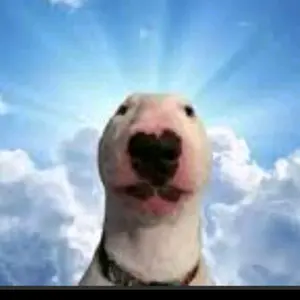 Profile Picture of REYPIBE (@abajoloscaballeros) on Tiktok