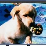 Profile Picture of Lisa Christopherson (@l.christopherson) on Instagram