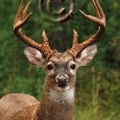 Profile Picture of Tyler, Ben Currence, Davis (@fairfieldcountypredator) on Myspace