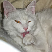 Profile Picture of Marshall Bowman (@Shrapnel255) on Youtube