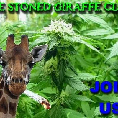 Profile Picture of Brendan Hodges (@hosgieb) on Twitter