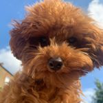 Profile Picture of Kenny Khan 🐶 (@iamkennykhan) on Instagram