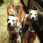 Profile Picture of brandonprall (@brandonprall) on Instagram