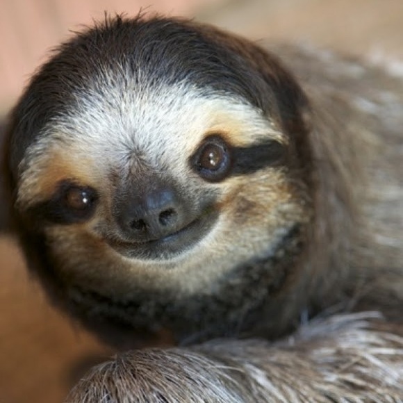 Profile Picture of Matthew Siesser (@19mjsiesser) on Poshmark