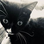 Profile Picture of Ashlea Remines (@youshallbemysquish) on Instagram