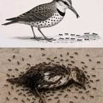 Profile Picture of Birhanu Ye Samy Worsh (@birhanu.ye.samy.worsh.2025) on Facebook