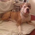 Jordan Bossman O'brien - Instagram Profile Picture of Jordan Bossman O'brien (@bigjordz20hotmailcouk) on Instagram