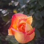 Profile Picture of Melissa Scott Troutman (@melissascotttroutman) on Instagram