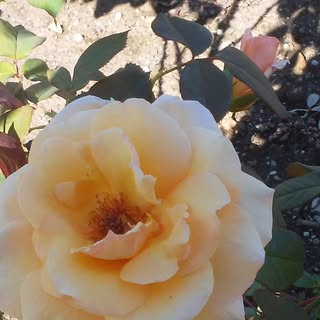 Profile Picture of Catherine Pate (@catherine.pate) on Instagram