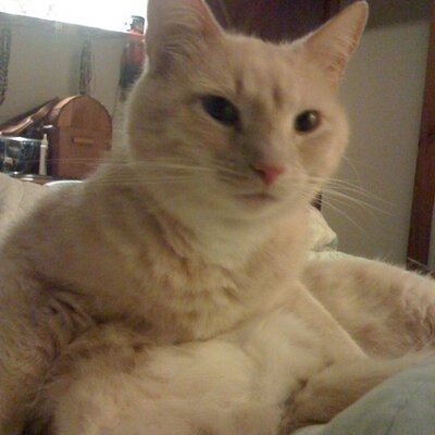 Profile Picture of Brian Gerstner (@gerstner) on Twitter