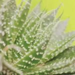 Profile Picture of Larry_peach (@larry_peach17) on Instagram