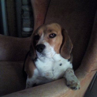 Profile Picture of Annalisa (@lisagori1) on Twitter