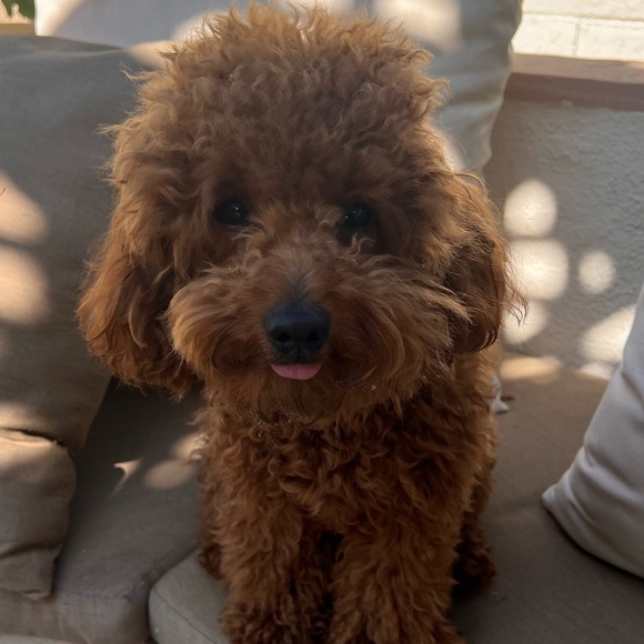 Profile Picture of June Knecht (@juneknecht) on Poshmark