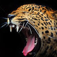 Profile Picture of Dominic Waller (@dominic-waller-5) on Quora