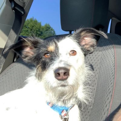 Profile Picture of Justin Campo (@JCamp16) on Twitter