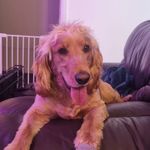 Profile Picture of Bailey Mckenzie (@bailey__the__sprocker__) on Instagram