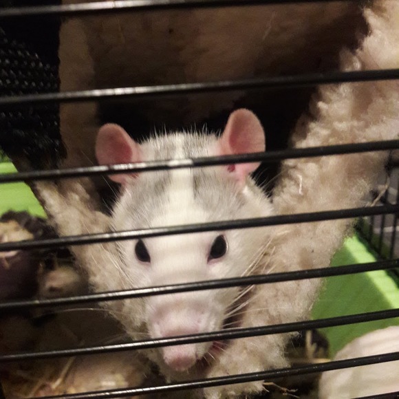 Profile Picture of Delaram Azadeh (@delheidari) on Poshmark