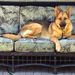 Profile Photo of Lori Leonard (@gsds) on Pinterest