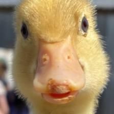 Profile Picture of mmp12321 (@michaelpagnani) on Tiktok