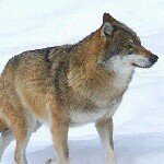 Profile Picture of george baffour awuah (@awuahcoded) on Instagram